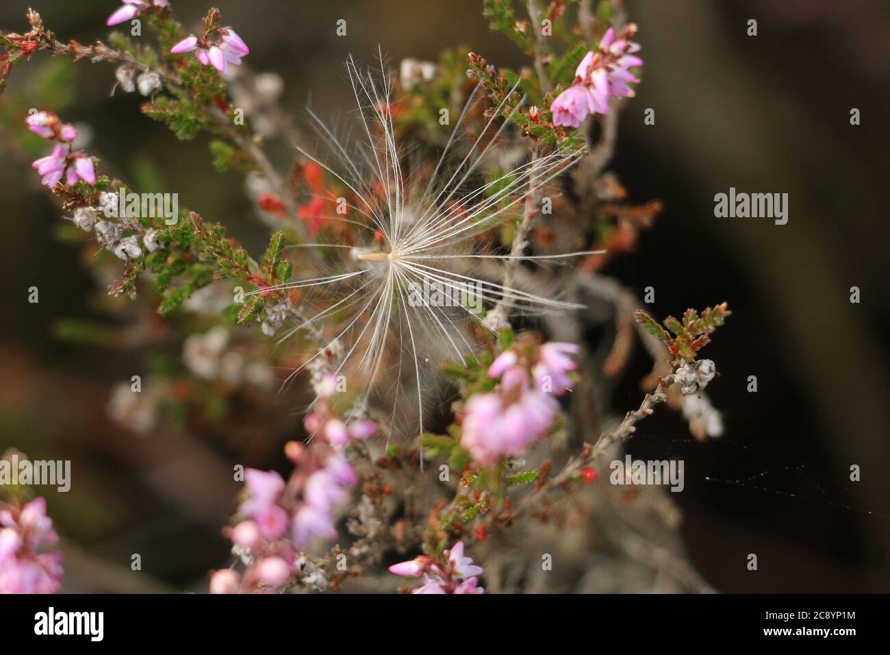 Close-up view of a dandelion seed pappus, Taraxacum officinale, caught in a pink heather plant, Calluna vulgaris. Seed dispersal. Stock Photo