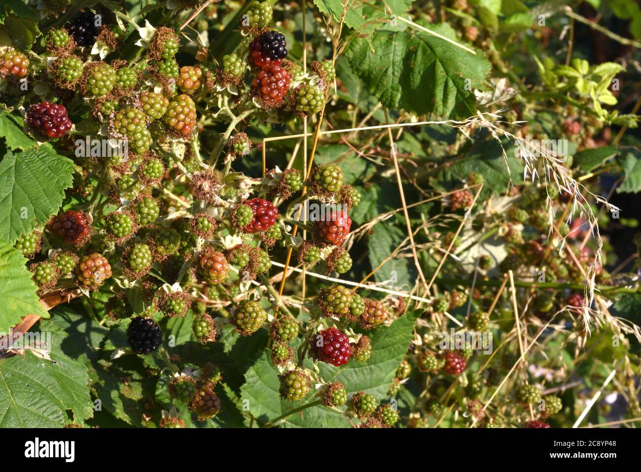 Rubus fruit stage hires stock photography and images Alamy