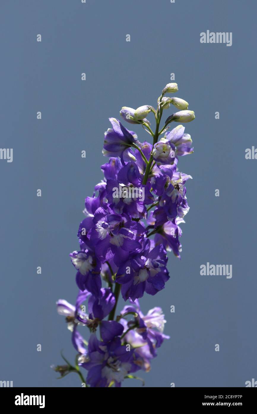 A flowering stalk of Delphinium King Arthur with purple flowers against a blue background Stock Photo
