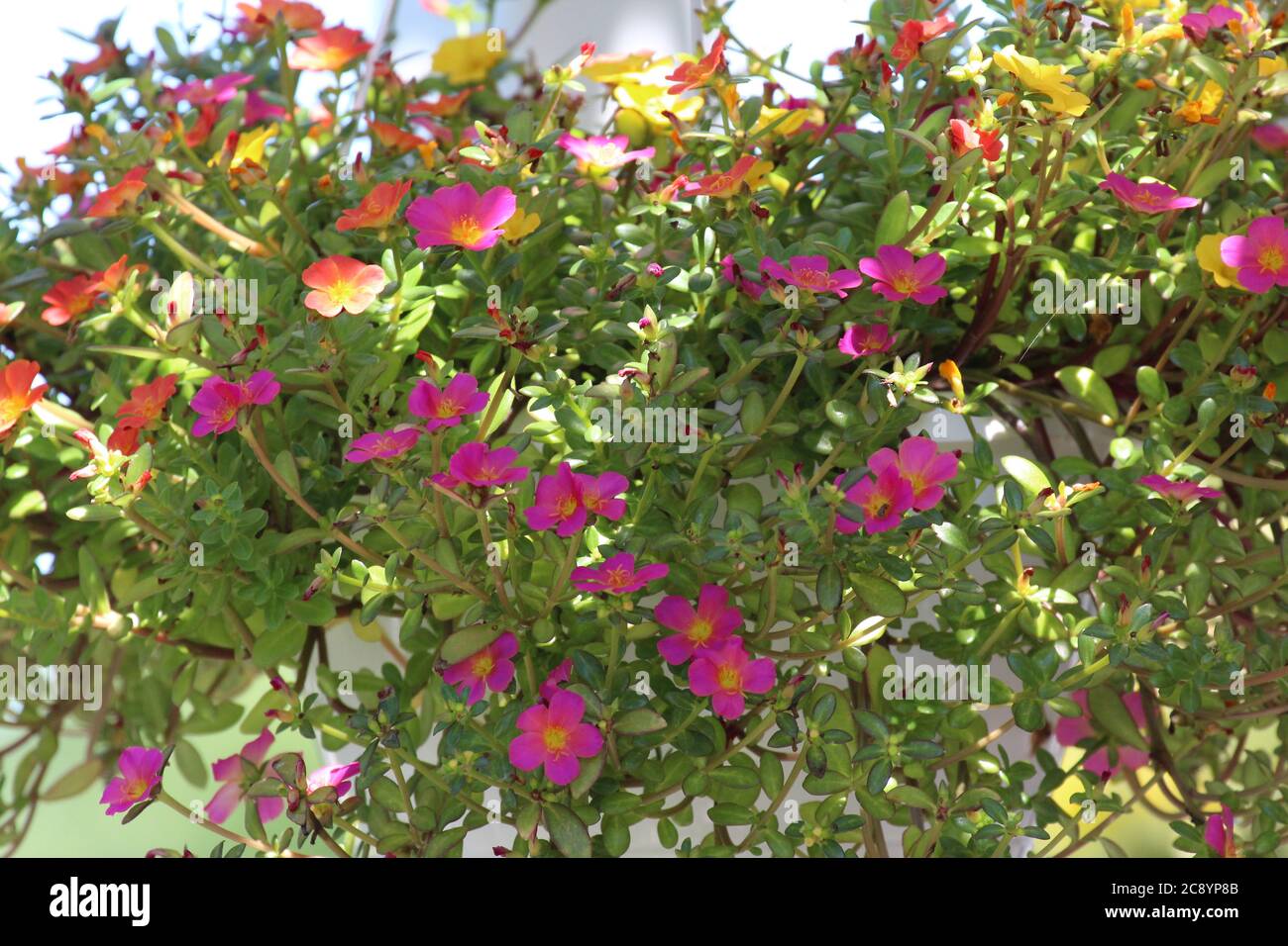 Portulaca 2024 hanging basket