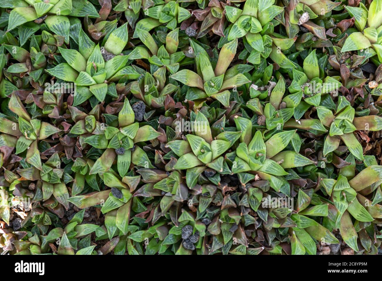 Haworthia cymbiformis rosettes of leaves Stock Photo