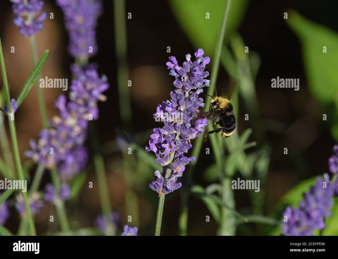 A bumble bee lands on a lavender flower bloom on a summer day in Victoria, British Columbia Canada on Vancouver island. Stock Photo