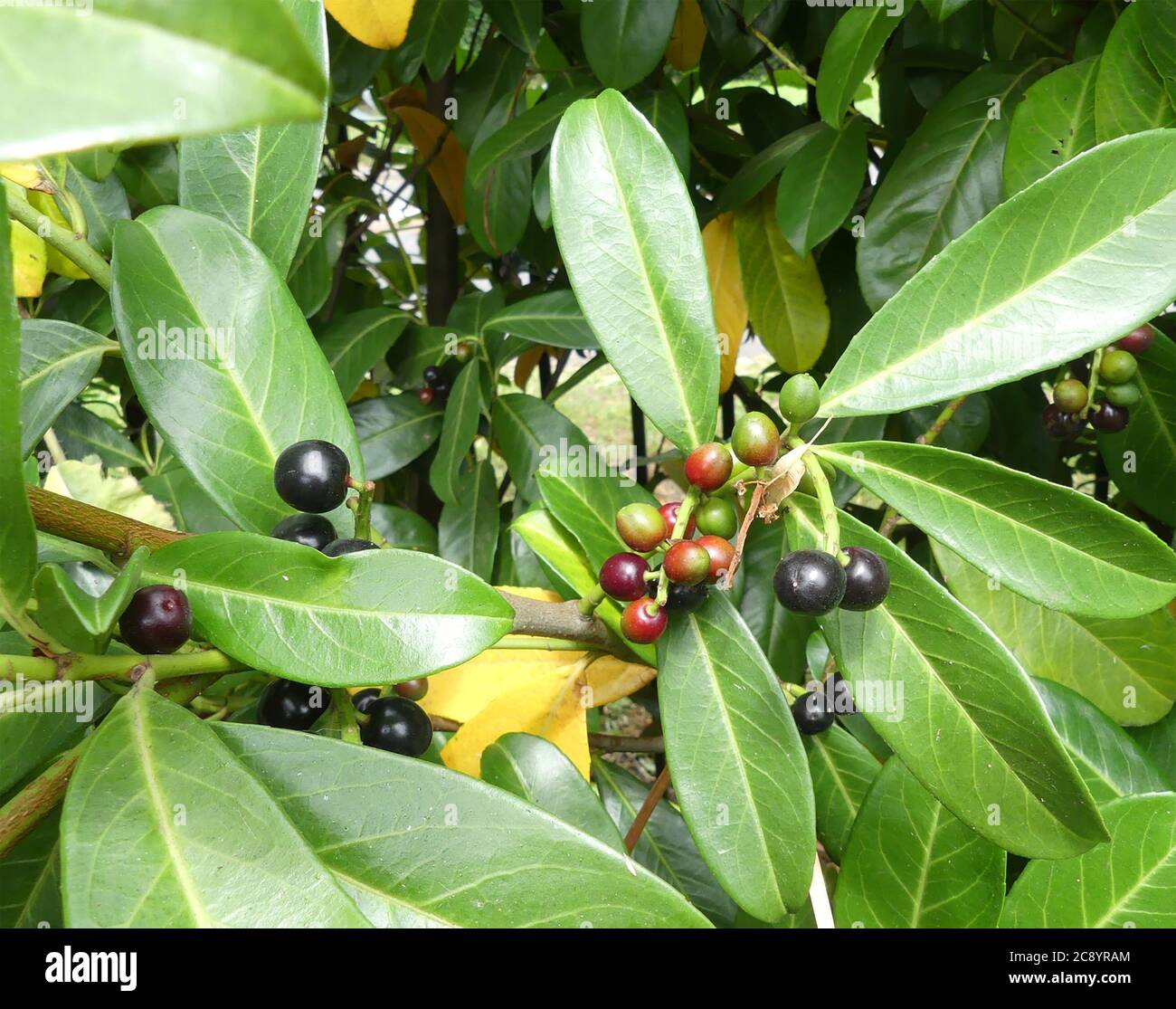 PORTUGAL LAUREL Prunus lusitanica. Photo: Tony Gale Stock Photo