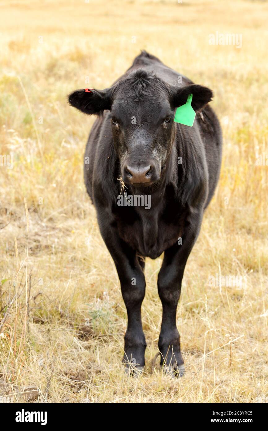 A Black Angus steer grazing on leased national forest land in the mountains of Idaho Stock Photo