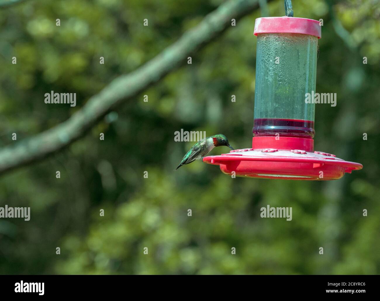 An adult male ruby throated hummingbird sports an emerald green back and brilliant red throat. This one feeds on nectar from a backyard in southwest M Stock Photo