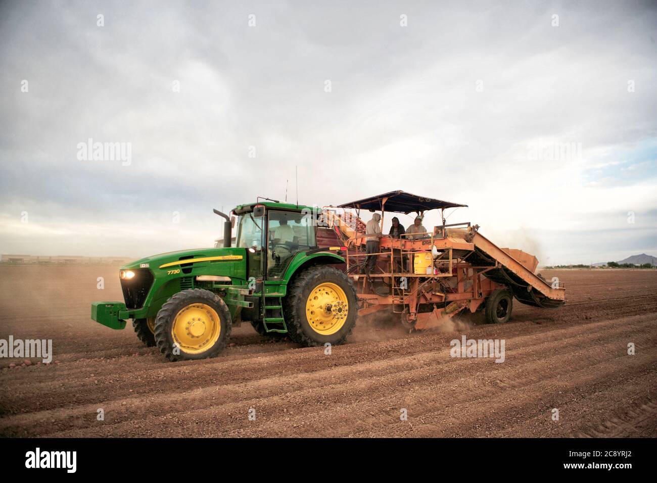 Farmers and field hands use farm machinery in the field harvesting potatoes.  The potatoes are dug by a wind rower, and picked up by a combine. Stock Photo