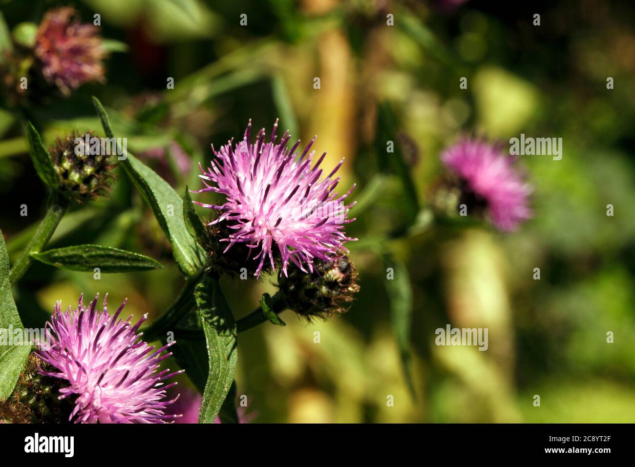 Purple Flowers Knapweed Roadside High Resolution Stock Photography and ...