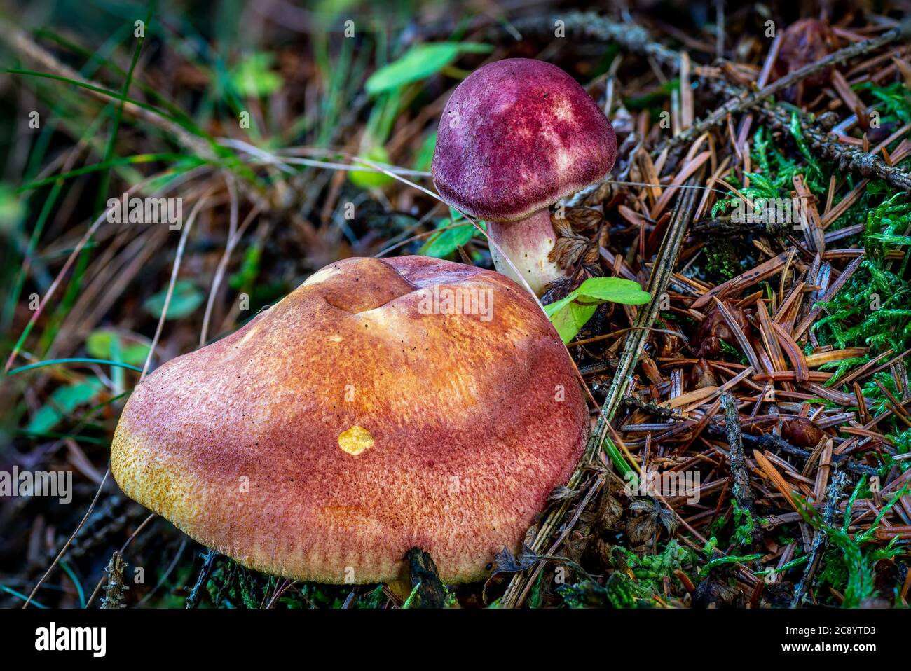 Gills of the Tricholomopsis Rutilans/Plums and Custard Stock Photo Alamy