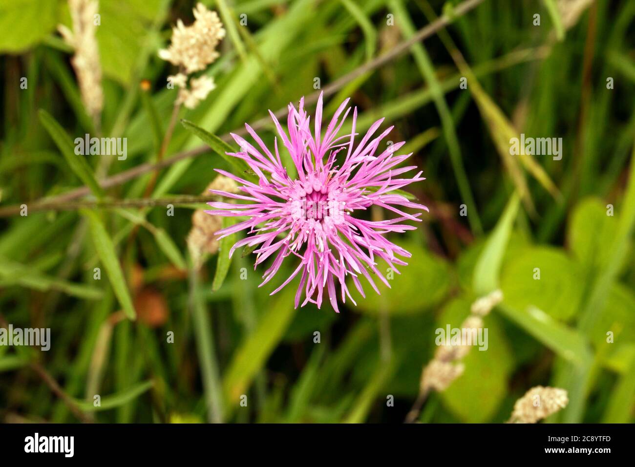Wild flower roadside verge knapweed hi-res stock photography and images ...