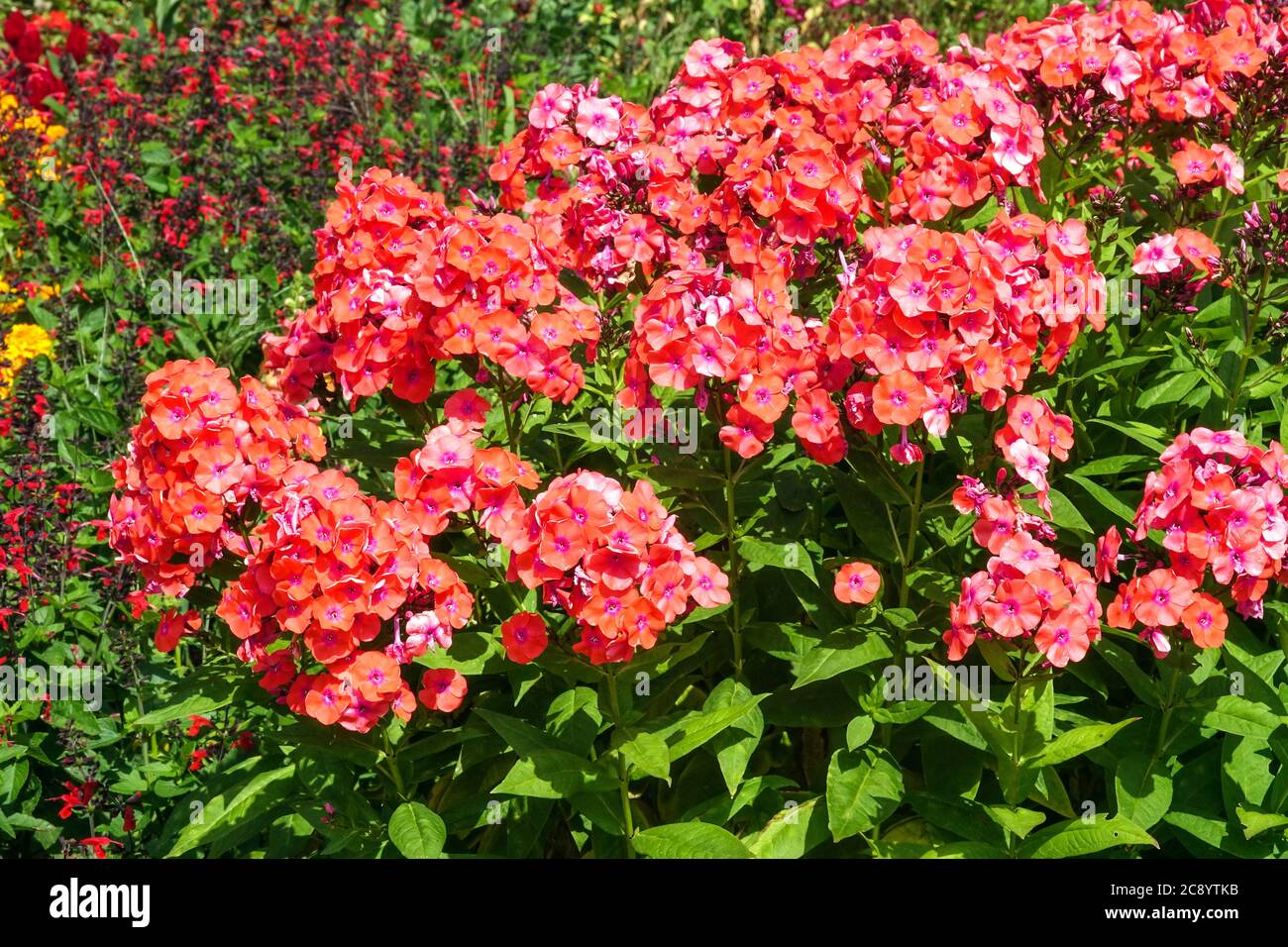 Garden Phlox paniculata ' Freudenfeuer ' plant Stock Photo