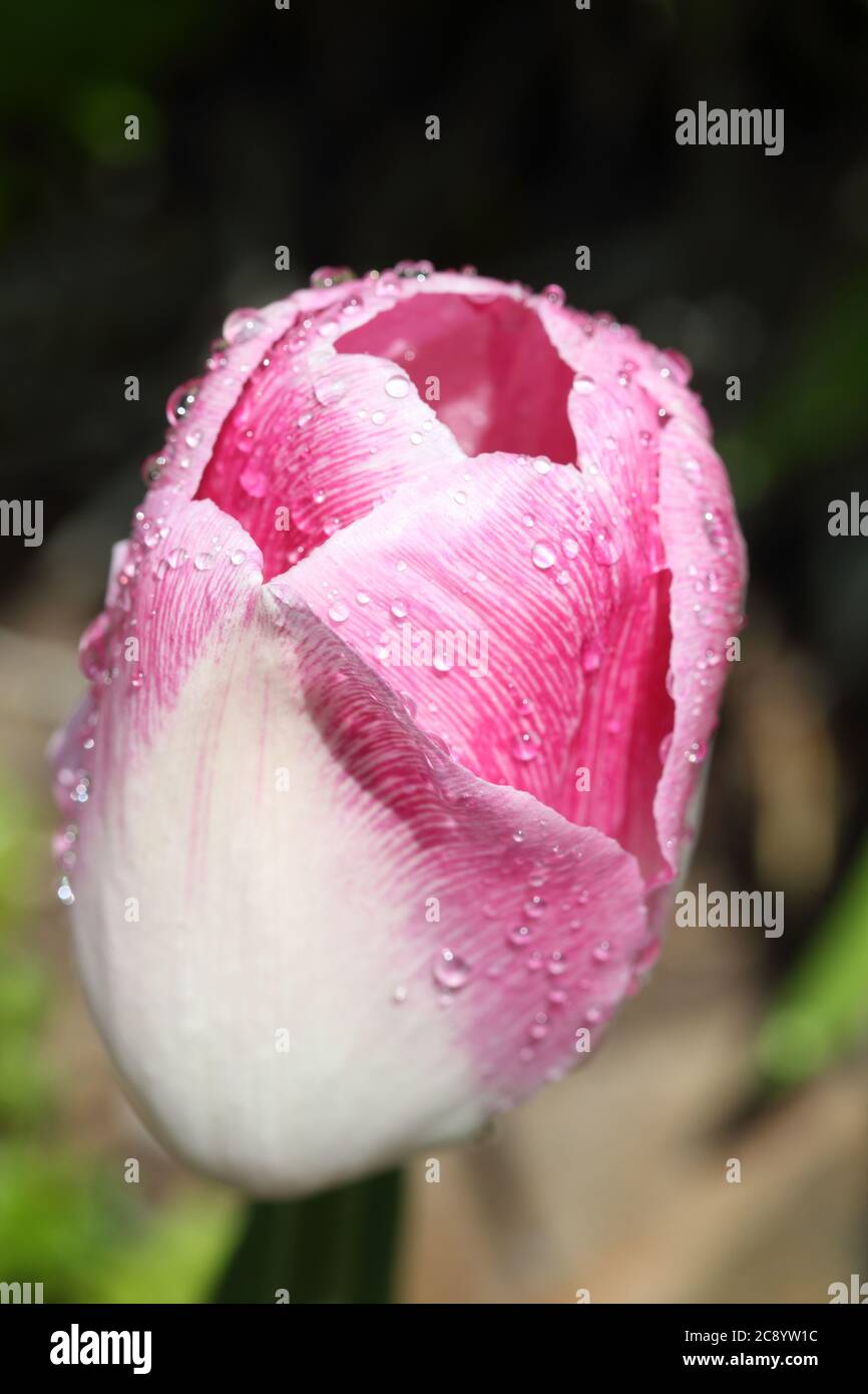 Spring tulip bloom in the garden hi-res stock photography and images ...