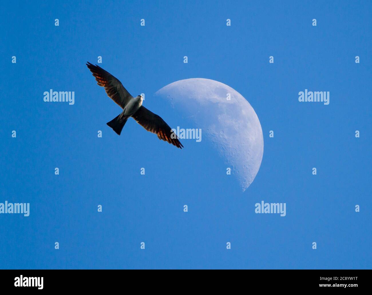 A Mississippi Kite raptor soars past a half moon in a clear blue late afternoon sky. Stock Photo