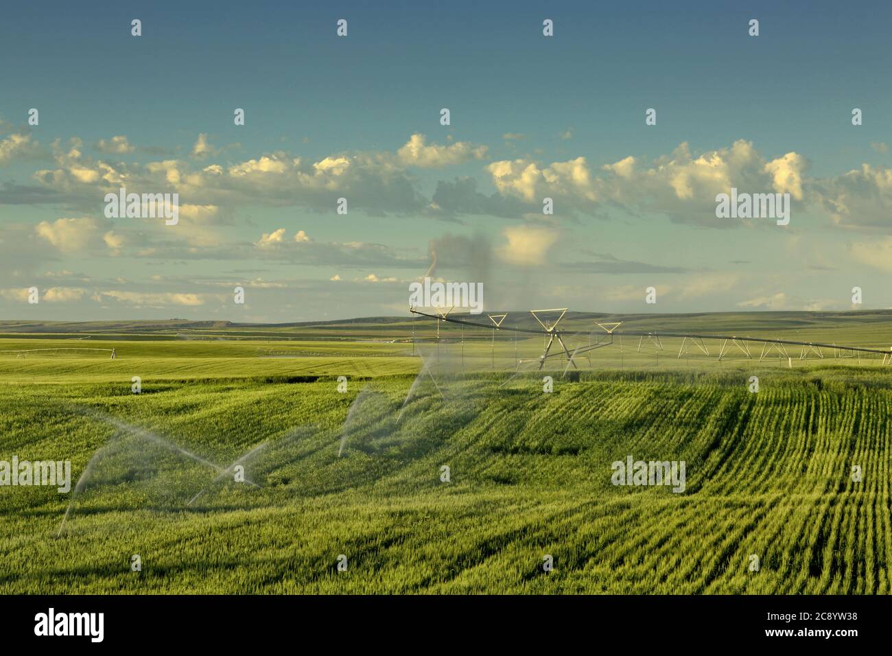 A field of wheat, irrigaated by a ceter pivot sprinkler system, growing in the fertile farm fields of Idaho. Stock Photo