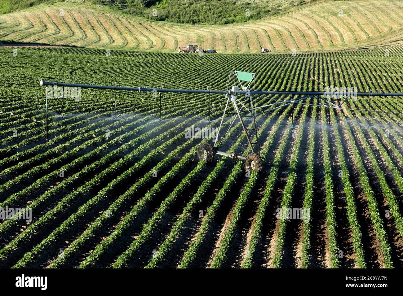 An early morning view of the rows in a field of potatoes in the rolling fertile farm fields of Idaho, with a cut and windrowed hay field in the backgr Stock Photo