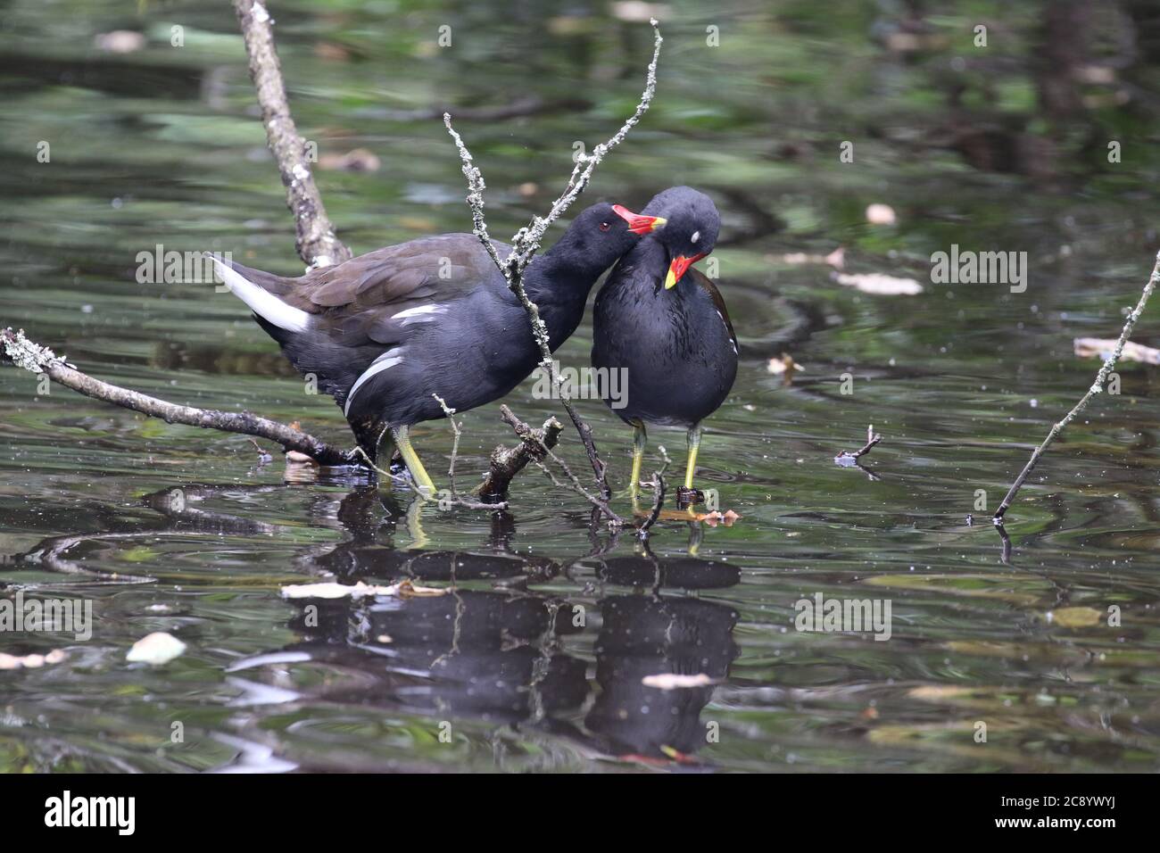 Moorhens, Rivelin Valley, Sheffield, UK Stock Photo