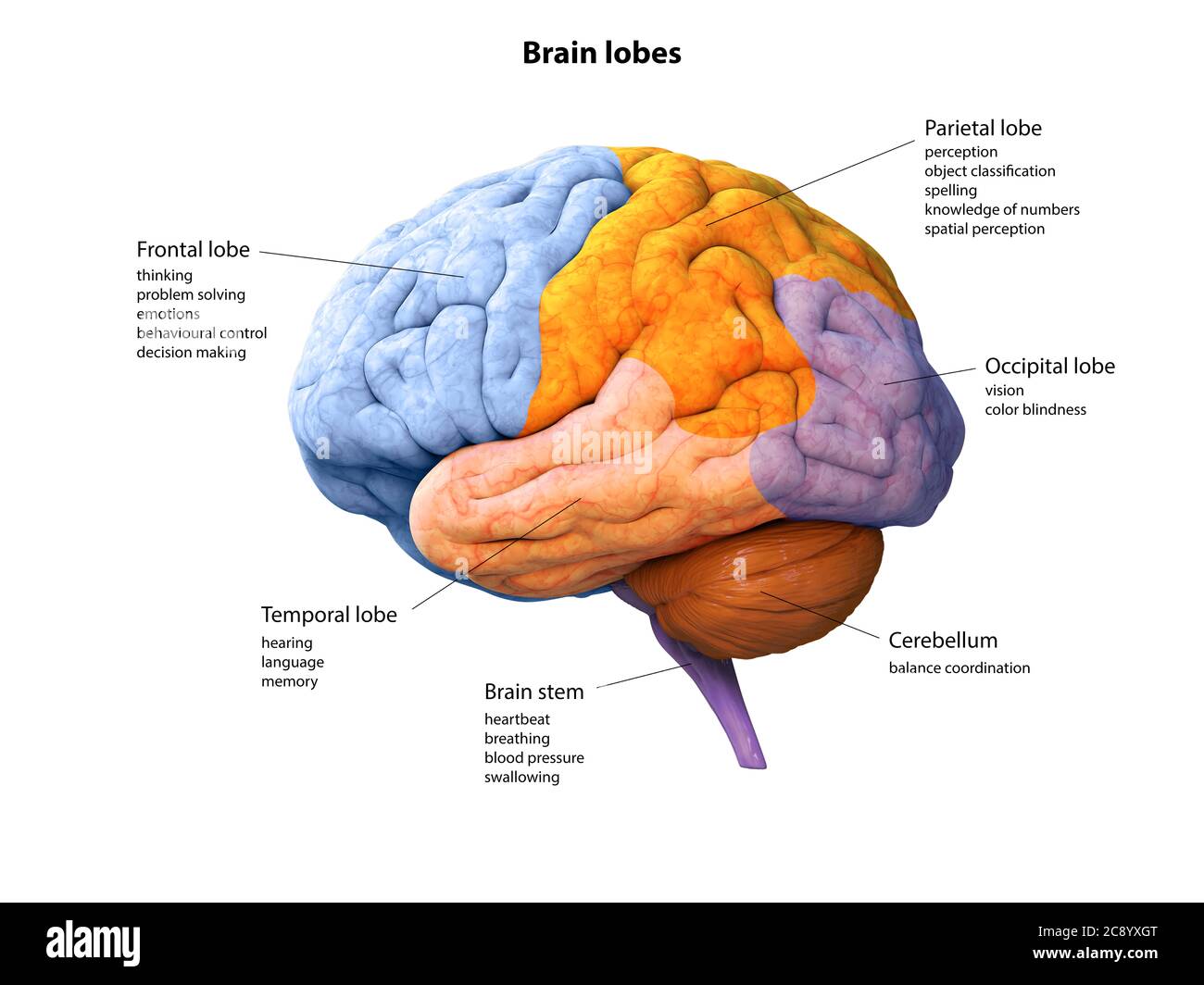 Digital Illustration Of Human Brain Lobe Lobes Anatomy 3D Rendering Digital Illustration Of Human Brain Lobe Lobes Anatomy 3D Rendering