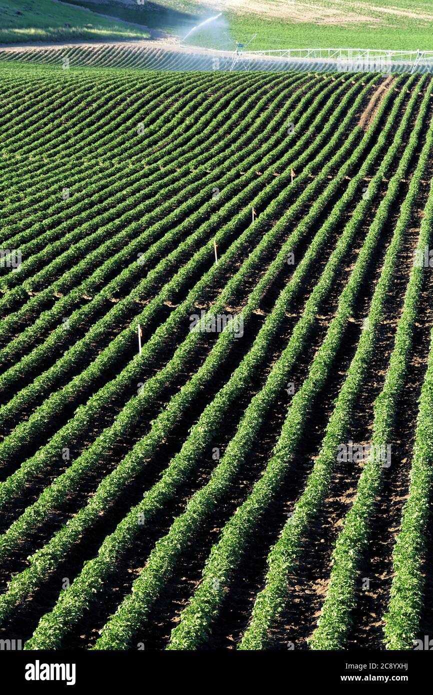 An early morning view of the rows in a field of potatoes in the rolling fertile farm fields of Idaho. Stock Photo