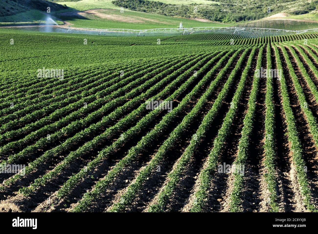 An early morning view of the rows in a field of potatoes in the rolling fertile farm fields of Idaho. Stock Photo