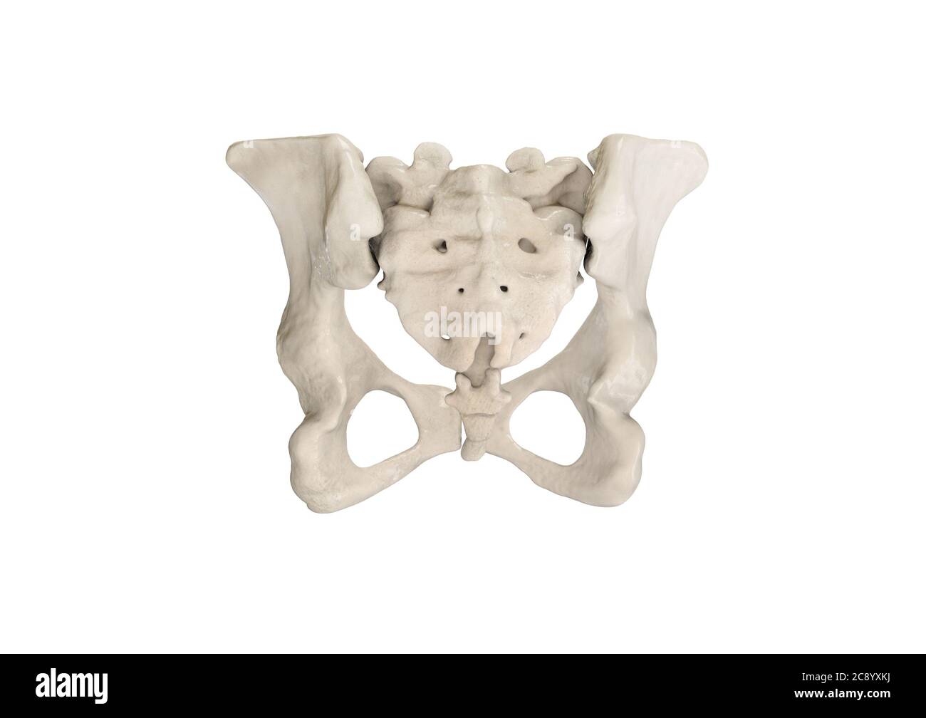 pelvic corset belt