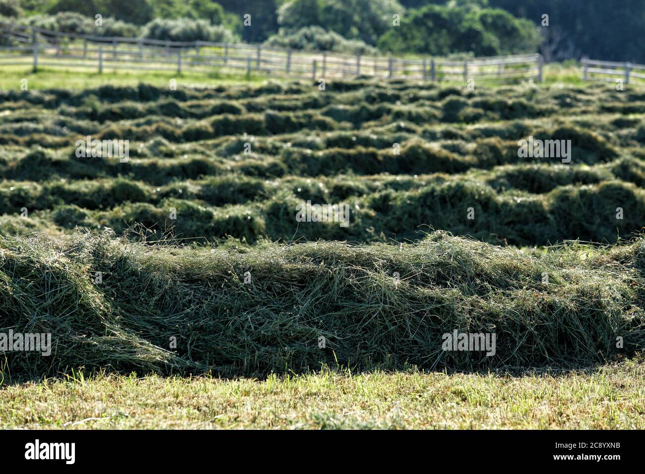 Alfalfa hay cut and windrowed for drying, in preparation for baleing and stacking.in an Idaho field. Stock Photo