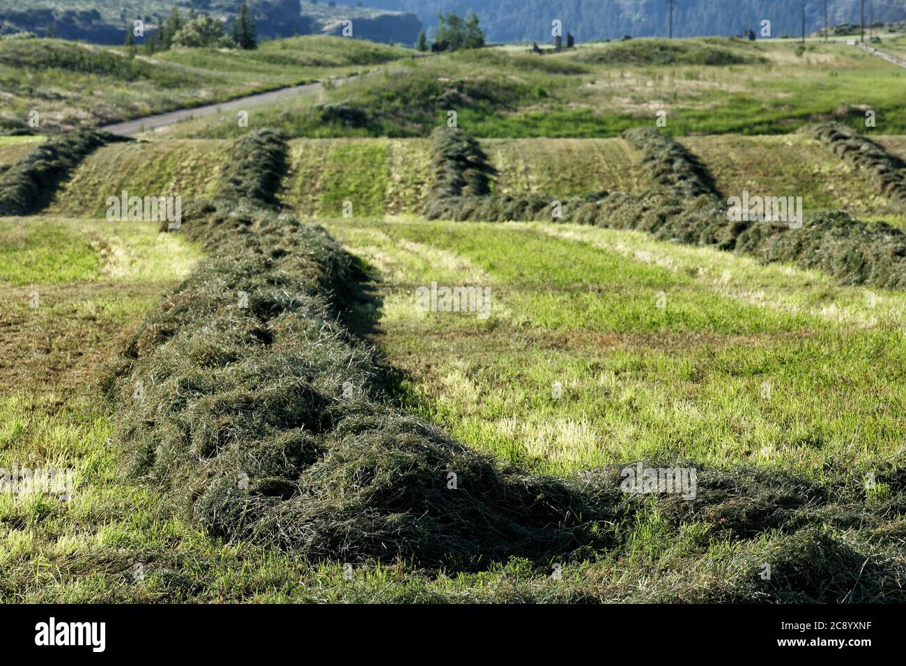 Alfalfa hay cut and windrowed for drying, in preparation for baleing and stacking.in an Idaho