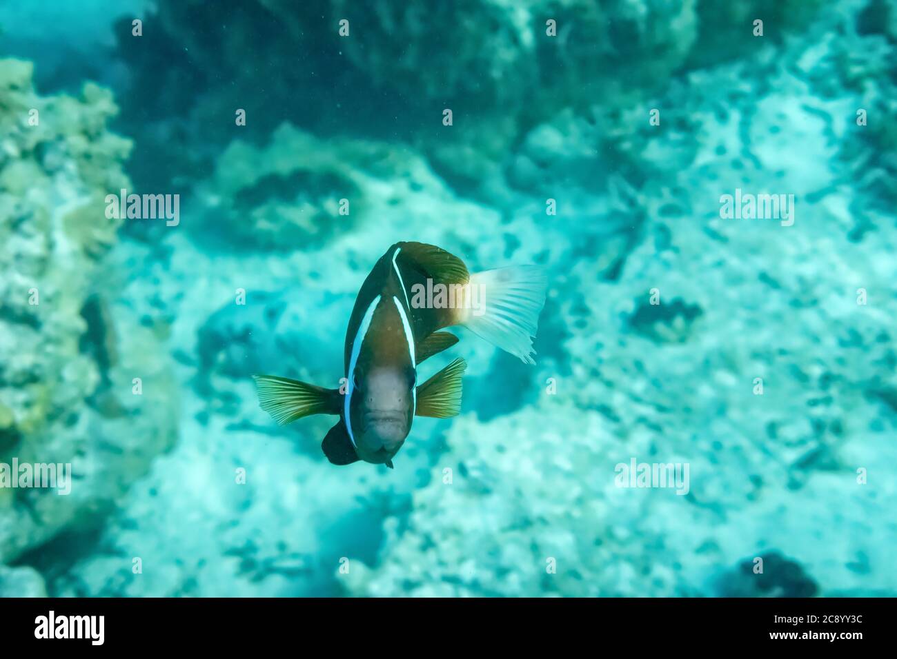 Isolated clown fish in underwater natural environment looking at the camera. Crystal blue water Stock Photo