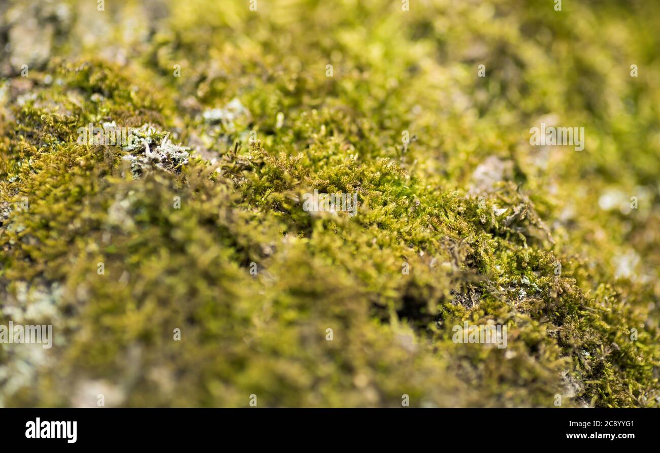 macro picture of tropical moss green background Stock Photo