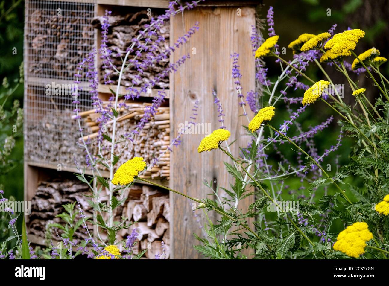 Garden bee hotel in flowers Refuge place for solitary bees, beneficial insects, wildlife-friendly Stock Photo