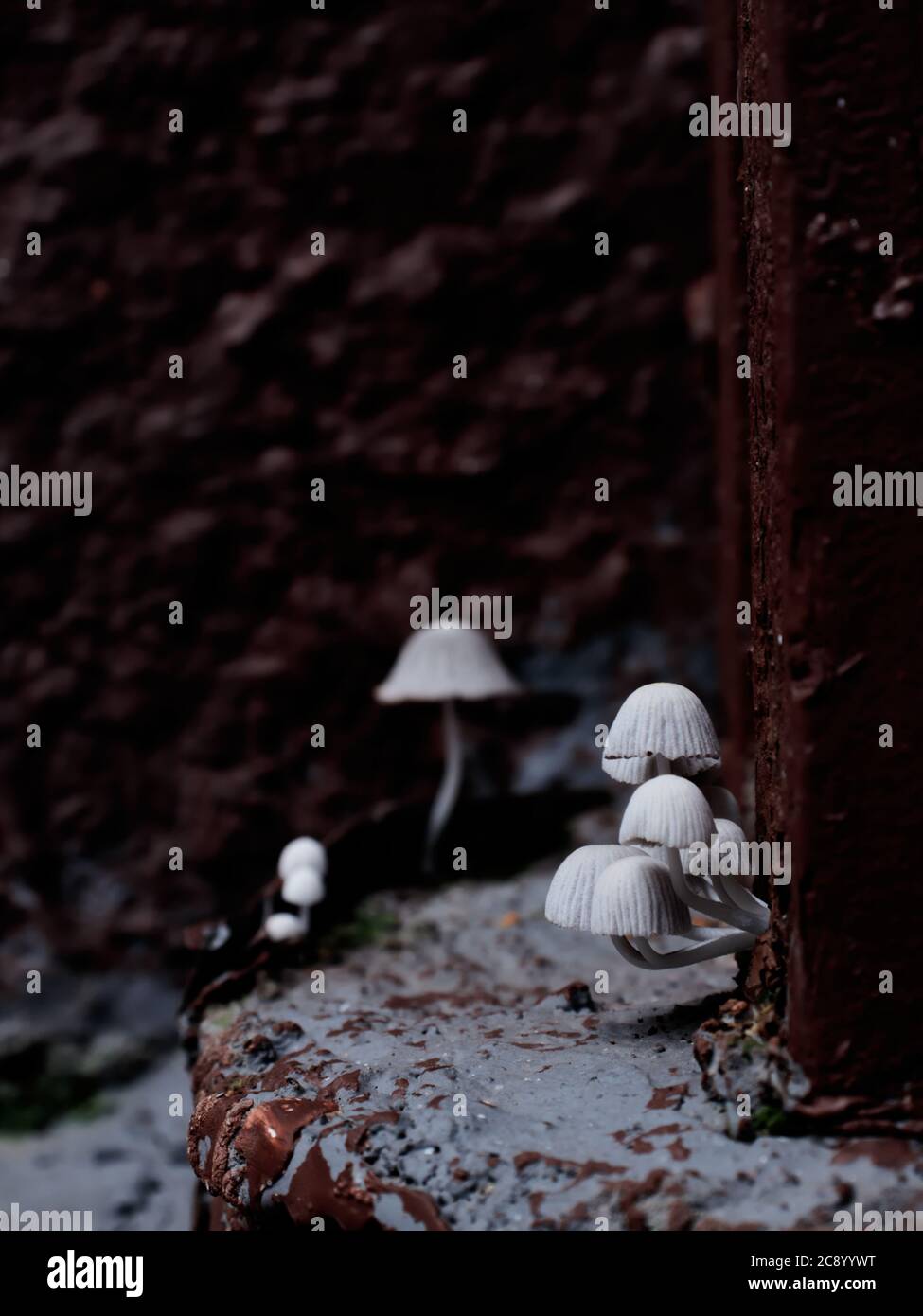 Small white wild mushrooms blooming in a dark corner. Stock Photo