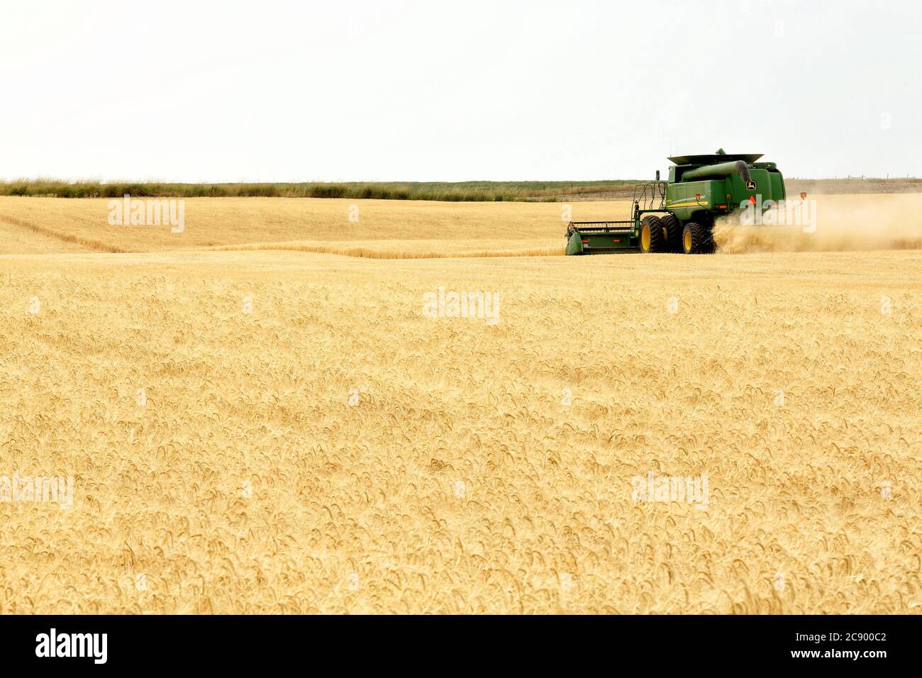 Grain combines cutting and  harvesting golden ripe wheat in the fertile farm fields of Idaho. Stock Photo