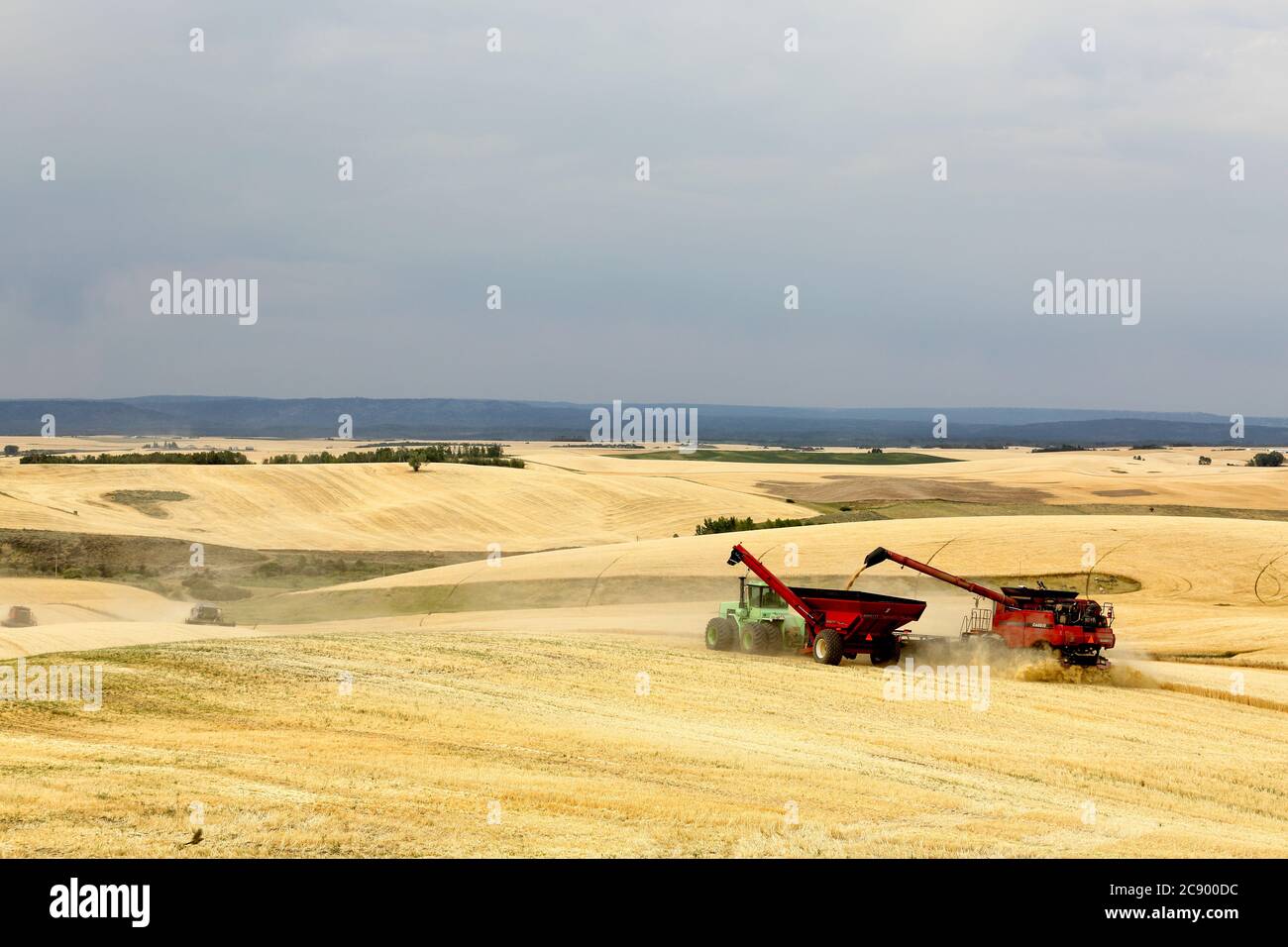 Grain combines in the field, cutting grain, and offloading it in motion to a truck for transport. Stock Photo
