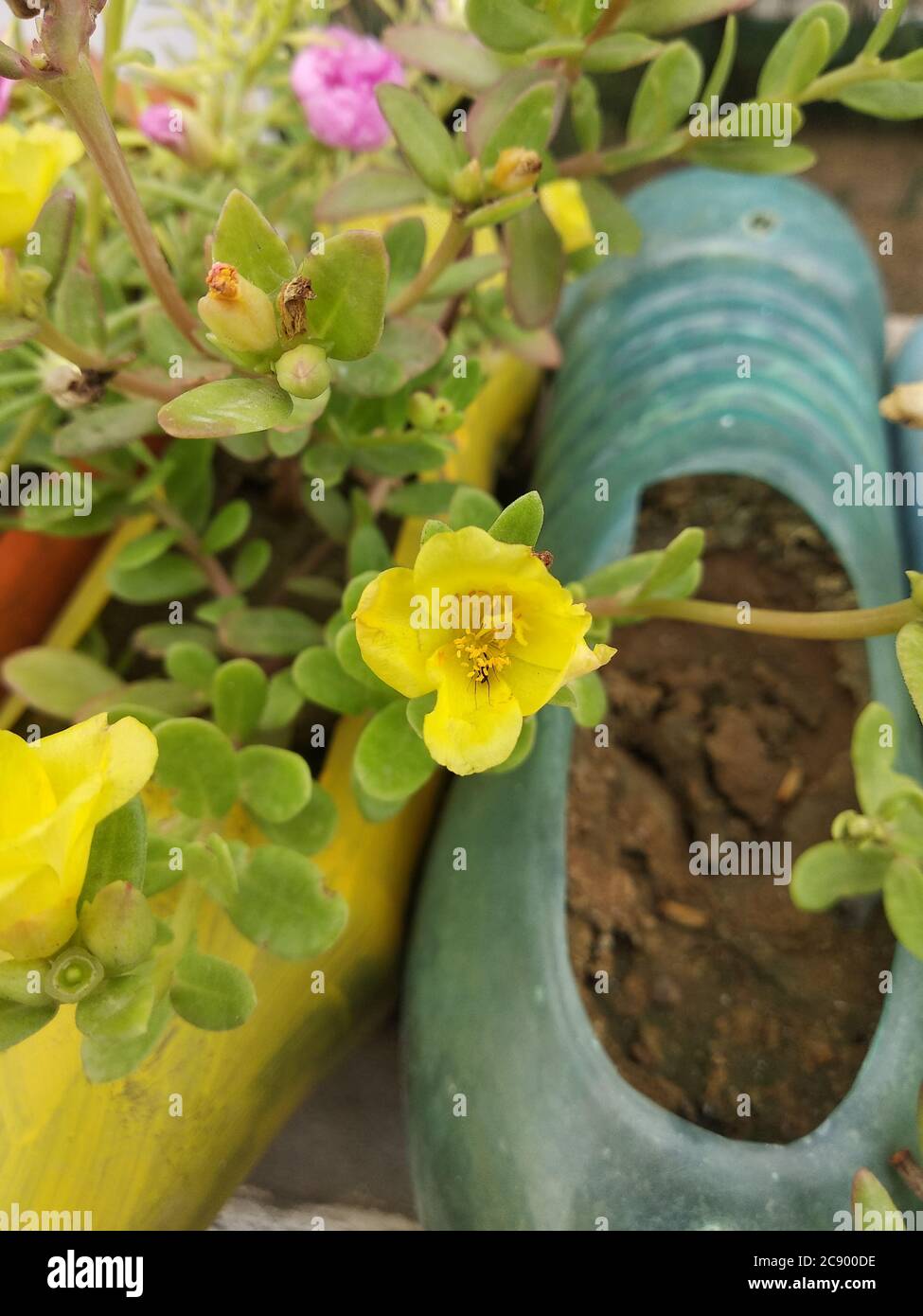 Portulaca grandiflora (Portulaca, Moss Rose, Sun plant, Sun Rose) ; A colorful blossom, petals stacked overlapping in layers which variable and multi- Stock Photo