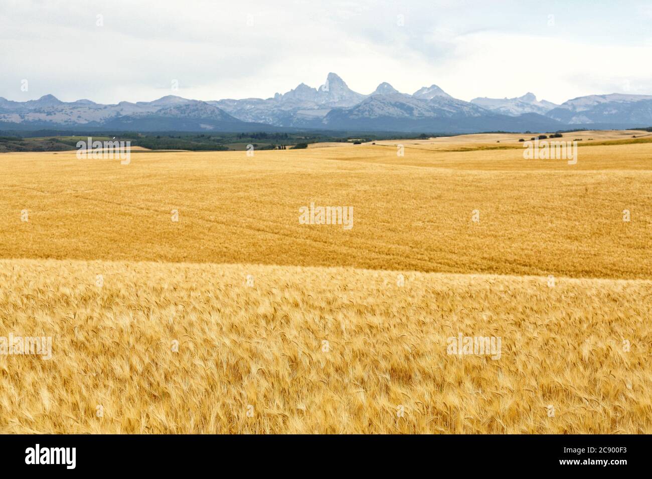 Ripe wheat in the fertile farm fields of Idaho, with the Teton Mountain range in the background. Stock Photo