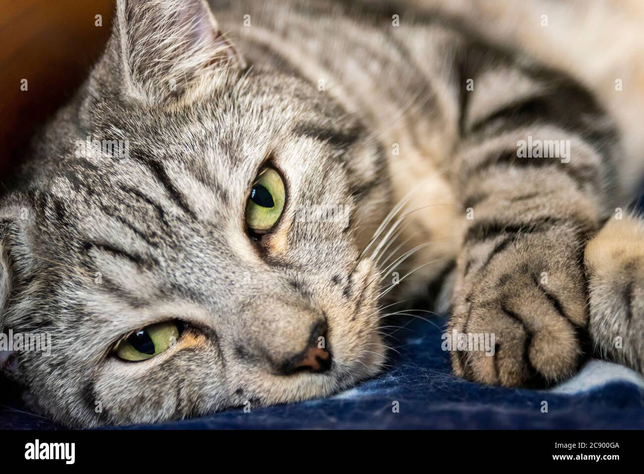 A domestic short hair Tabby cross with Bengal laying down. Dark and light stripes. Grey and white stripey coat. Eyes open Stock Photo