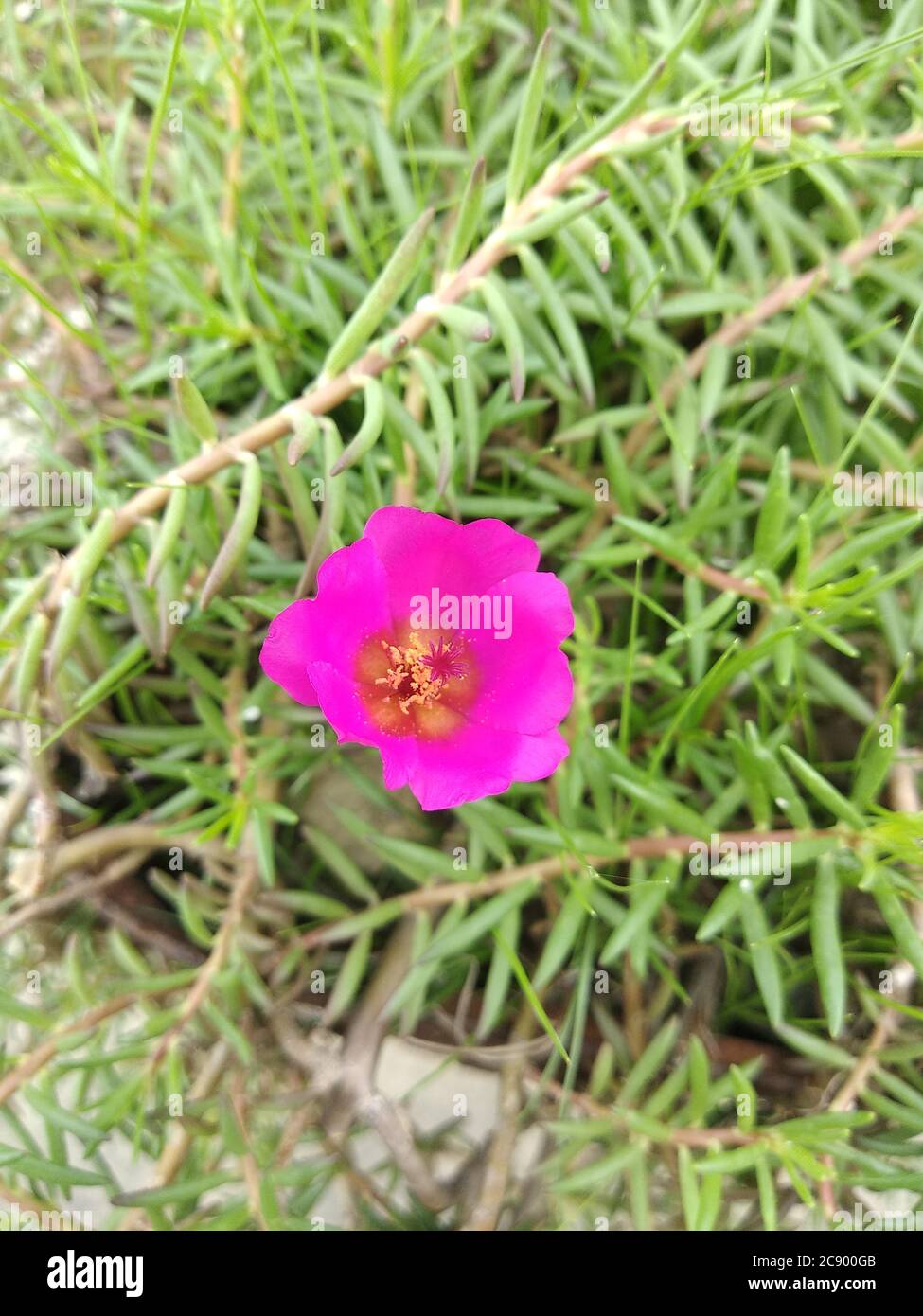 Portulaca Grandiflora Portulaca Moss Rose Sun Plant Sun Rose A Colorful Blossom Petals Stacked Overlapping In Layers Which Variable And Multi Stock Photo Alamy