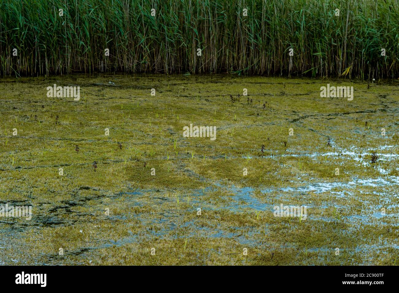 A closer look at the nature within the marshlands. Looking at the low ...