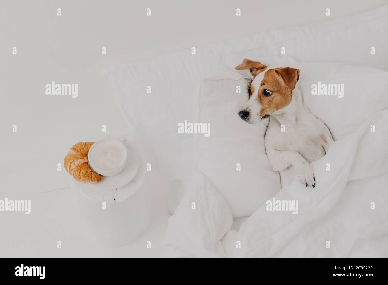 Hungry Jack Russel Terrier Looks With Appetite At Delicious Croissant And Coffee Stays In Bed Under White Blanket Spends Time In Hostess Bedroom Br Stock Photo Alamy