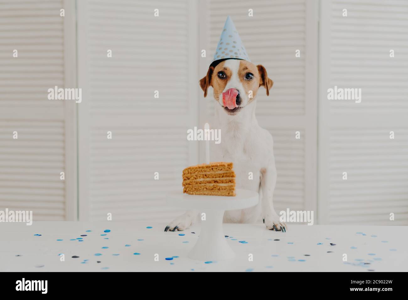 How Can A Dog Eat With A Cone