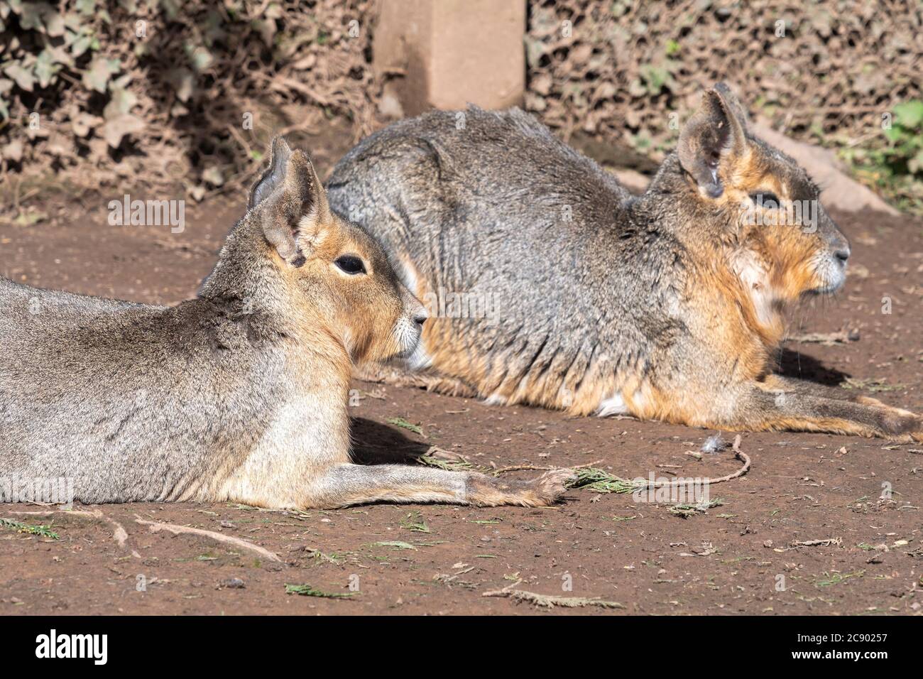Maras Animal High Resolution Stock Photography and Images - Alamy