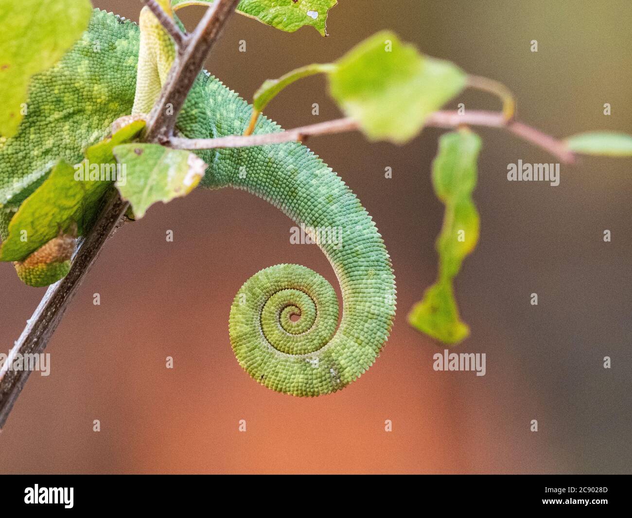 An adult flap-necked chameleon, Chamaeleo dilepis, tail detail in South Luangwa National Park, Zambia Stock Photo