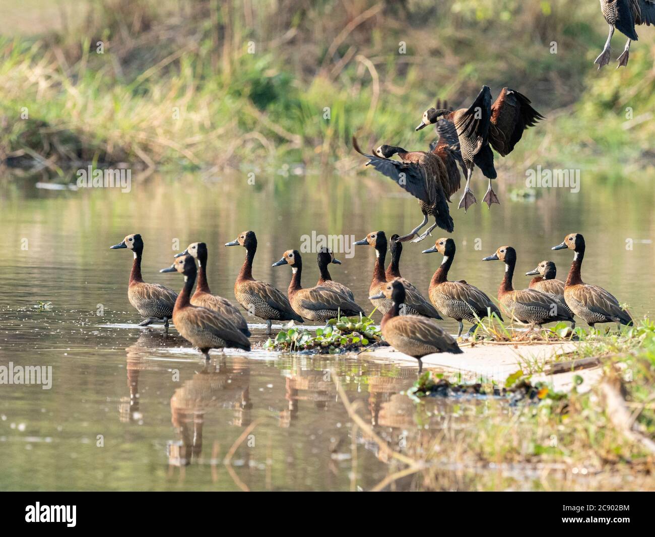A flock of white-faced whistling ducks, Dendrocygna viduata, Zambezi River, Mosi-oa-Tunya National Park, Zambia. Stock Photo