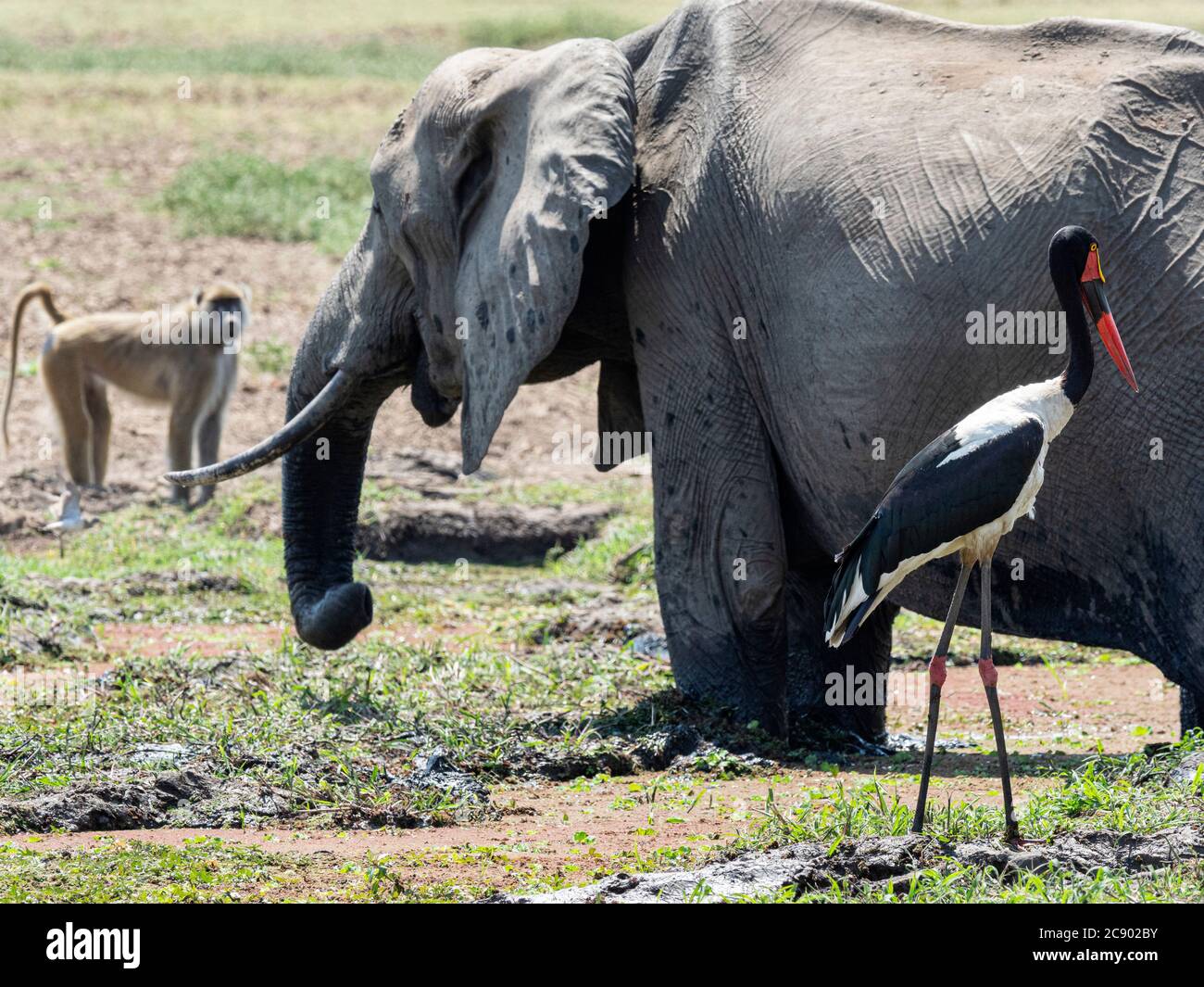 Saddle-billed stork, Ephippiorhynchus senegalensis, in the foreground with an elephant and monkey in the background, South Luangwa National Park Stock Photo