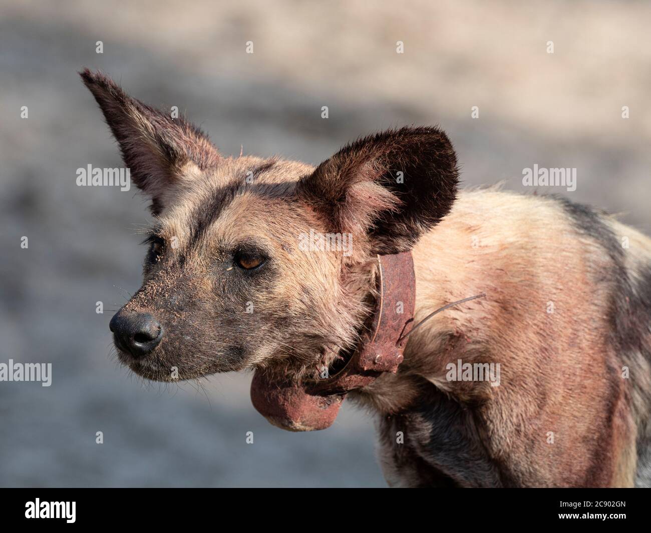 A collared alpha Cape wild dog, Lycaon pictus pictus, listed as Endangered, South Luangwa National Park, Zambia, Stock Photo