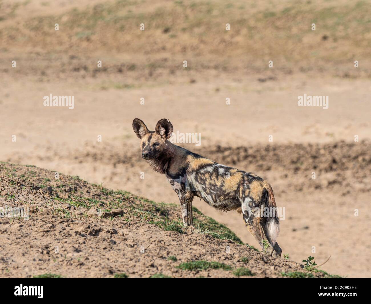 A Cape wild dog, Lycaon pictus pictus, listed as Endangered, South Luangwa National Park, Zambia, Stock Photo