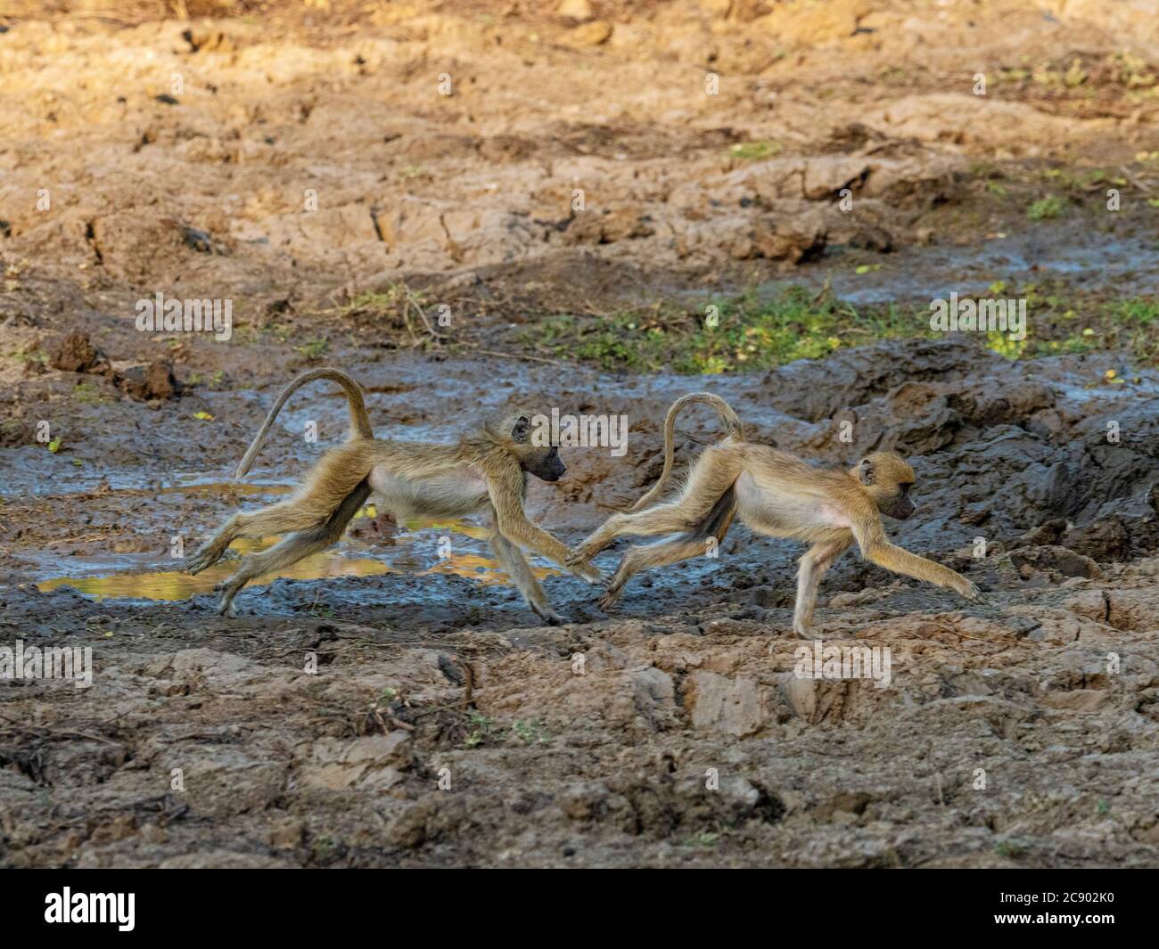 Young yellow baboons, Papio cynocephalus, running in South Luangwa National Park, Zambia Stock Photo