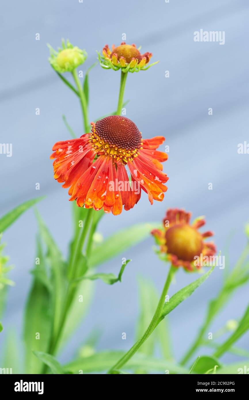 Sneezeweed, or Helenium, 'Moorheim Beauty' are dark centred coppery red upright flowers belonging to the Asteraceae family Stock Photo