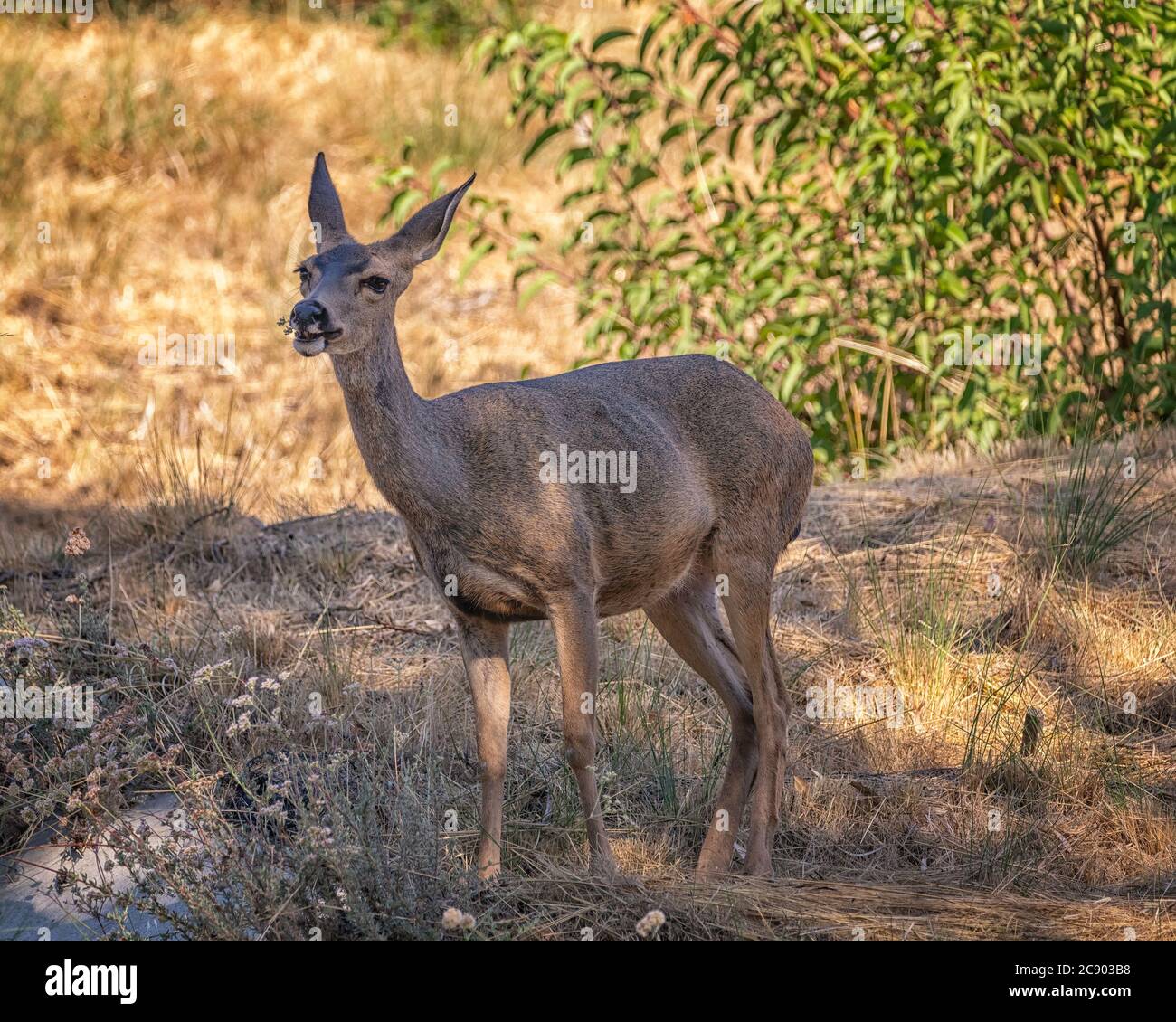 Califormia Mule Deer (Odocoileus hemionus californicus) eats grass at Lake Hollywood in Los Angeles, CA. Stock Photo