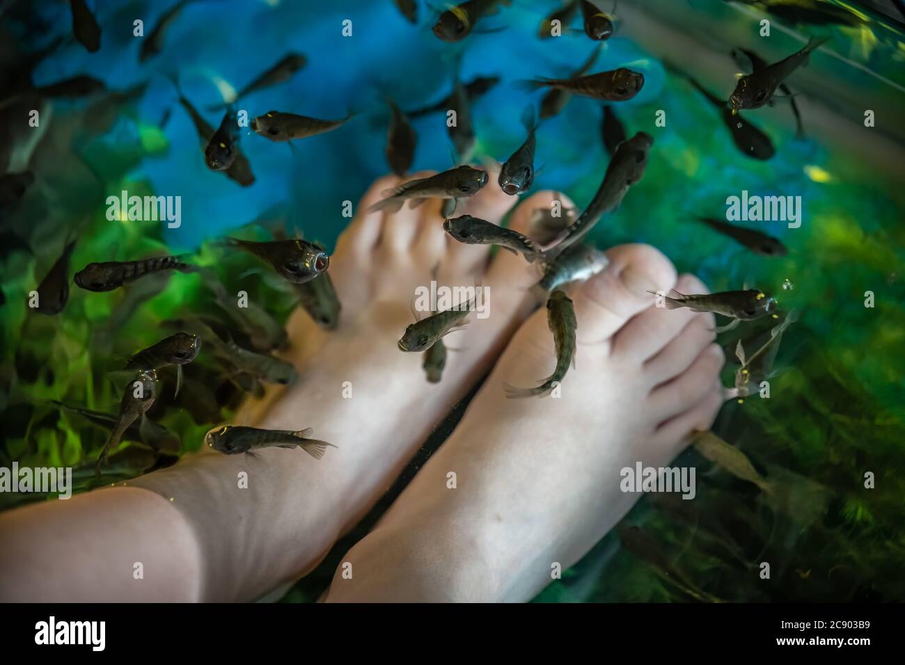 Man holding feet in a water tank filled with rufa garra fishes in ...