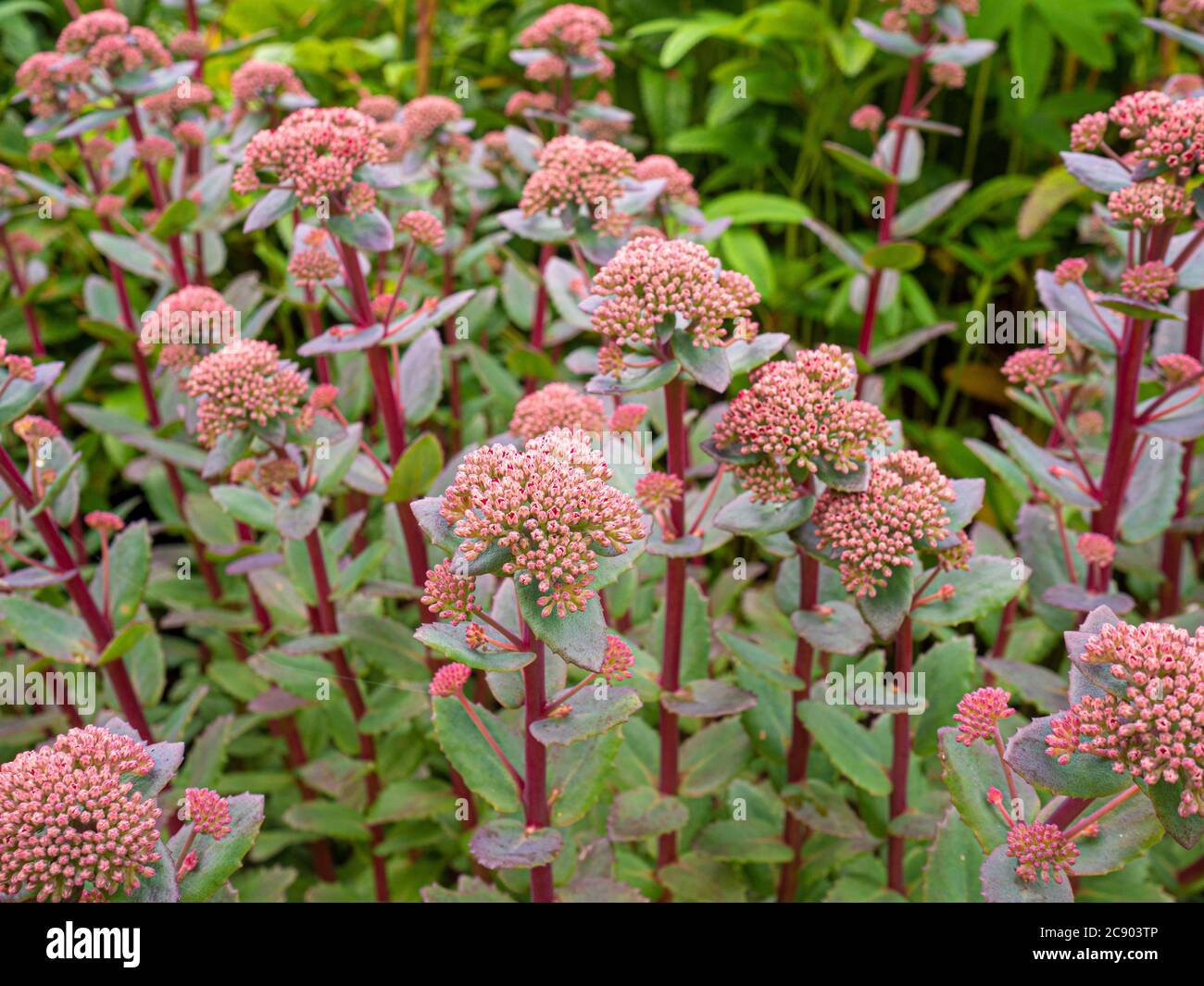 Deciduous perennial Sedum 'Red Cauli' growing in a garden. Stock Photo