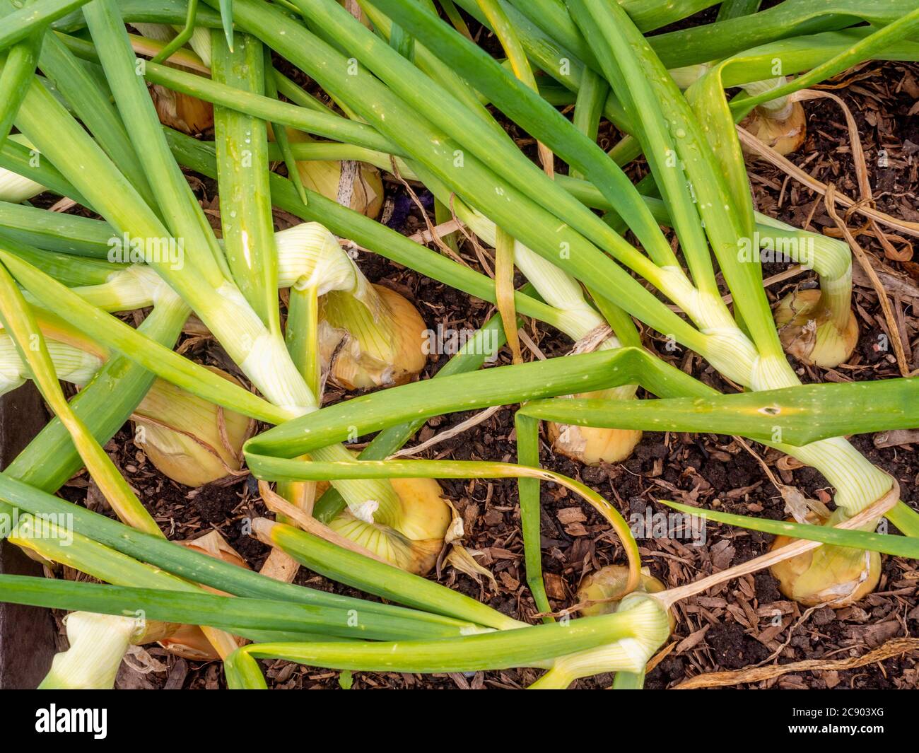 Awaiting harvest hires stock photography and images Alamy